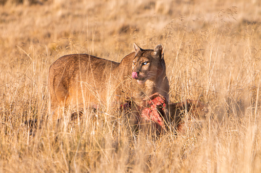 An adult Puma eats his meal in the fields of Torres del Paine National Park in Patagonia
