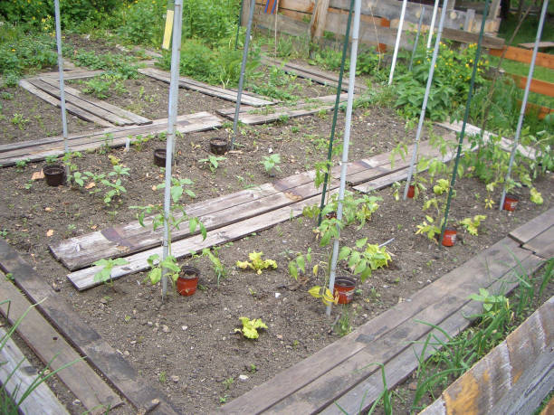 istock tomatoes plants in the garden 1214499409
