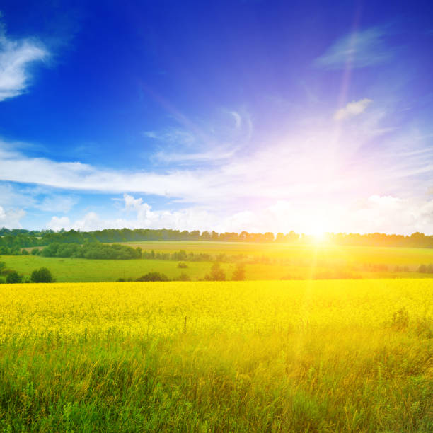 istock Bright sunset over rapeseed field. Agricultural landscape. 1214499441