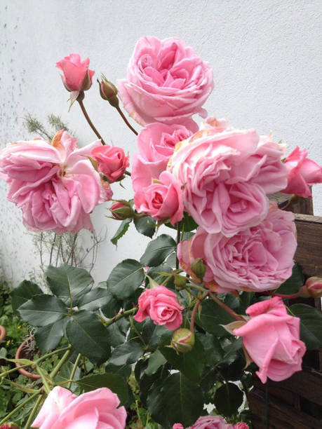 istock a pink rose in the garden 1214499524