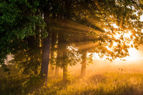 Beautiful foggy spring dawn on a field with trees.
