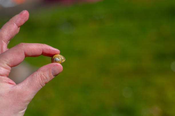 A snail  shell is held between individual fingers of a hand with a green background