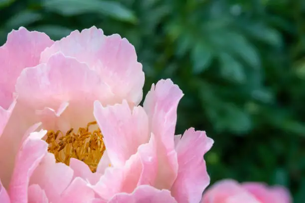 Pink peony closeup against green blurred leaves. Floral background image with copy space for text. Blooming time.