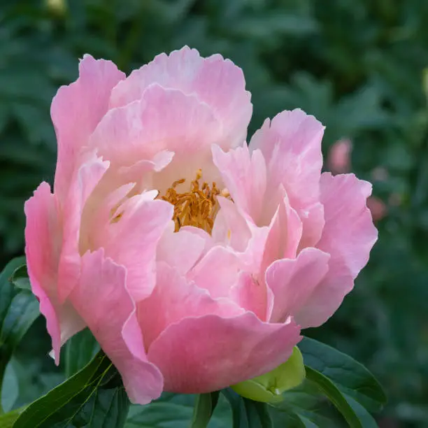 Pink peony flower closeup. Spring aroma rich. Blooming season.