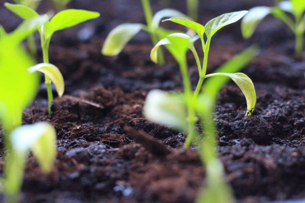 istock seedlings in the village on the windowsill 1214501728