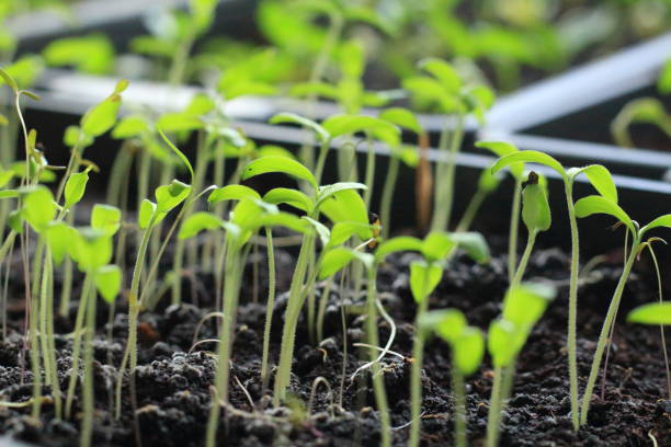istock seedlings in the village on the windowsill 1214501804