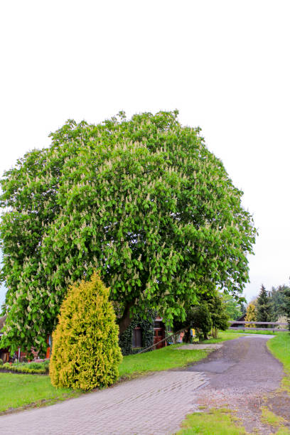 istock Idyllic typical German farmhouse with big tree in Germany. 1214504298