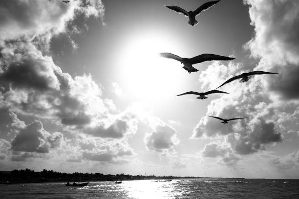 Some seagulls in flight during sunset on the Yucatan coast in Mexico Merida, Yucatan, Mexico -- The sky after the storm and some seagulls flying on the coast of Progreso City, on the coast of the Gulf of Mexico, a few kilometers from Merida, the capital of the state of Yucatan. seagull photos stock pictures, royalty-free photos & images