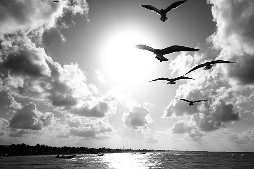 The silhouette of some seagulls flying along the Yucatan coast near Merida in southern Mexico