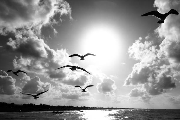 istock Some seagulls in flight during sunset on the Yucatan coast in Mexico 1214504623