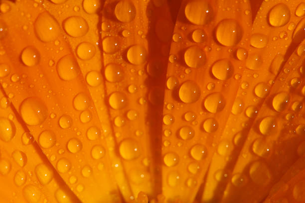 goccia di rugiada su calendula - pot marigold single flower flower flower head foto e immagini stock