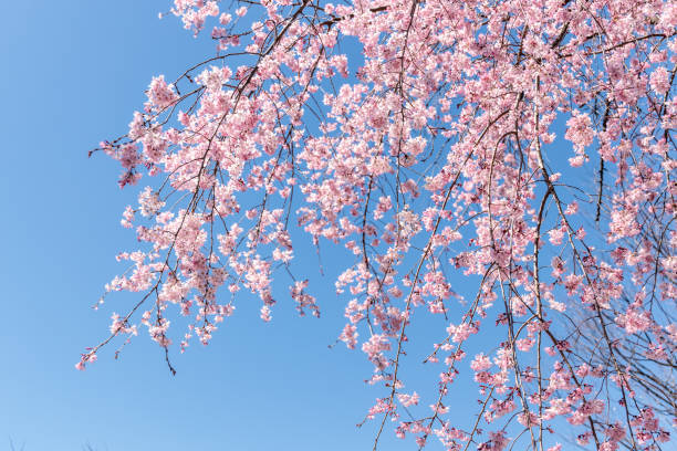 as flores de cerejeira florescem lindamente. - blossom cherry blossom tree white - fotografias e filmes do acervo