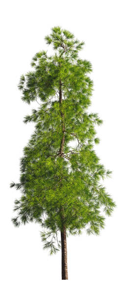 istock Evergreen tall coniferous pine tree on a white insulating background on high resolution. 3D stock illustration. 1214506660