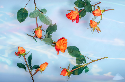 Orange red roses in bath floating in water, colorful light reflection.