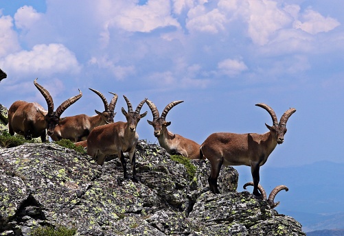 A beautiful wild herd balancing on the high mountain rocks, its natural habitat.