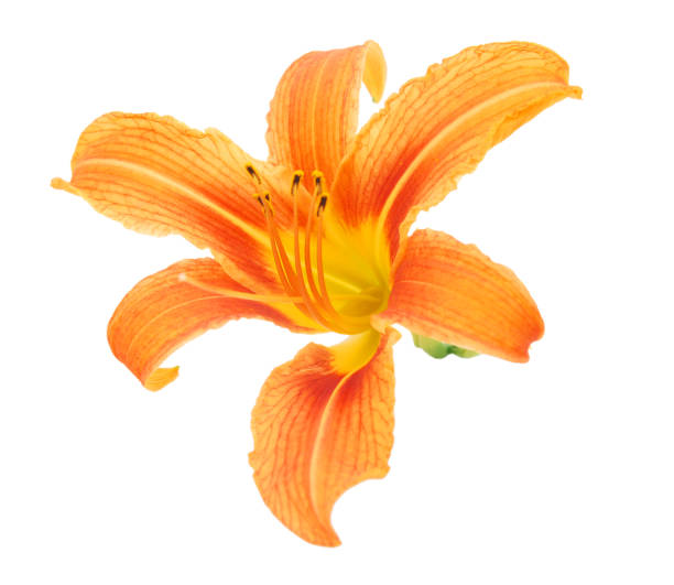 istock Orange daylily flower isolated on a white background. 1214507540