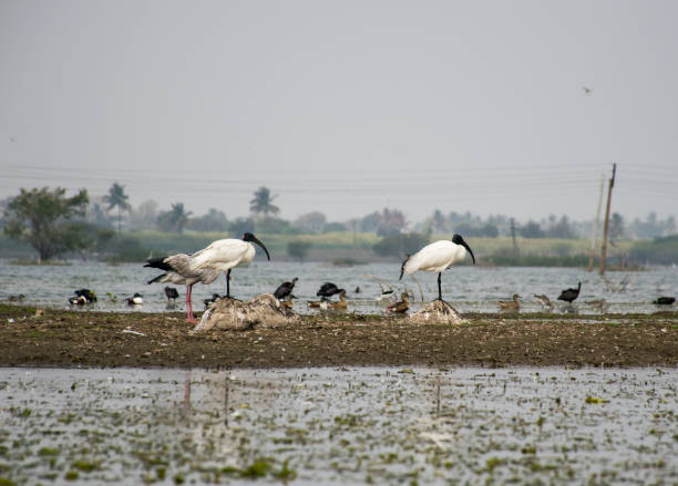 due uccelli ibis dalla testa nera in piedi in un lago in india - animal beak bird wading foto e immagini stock