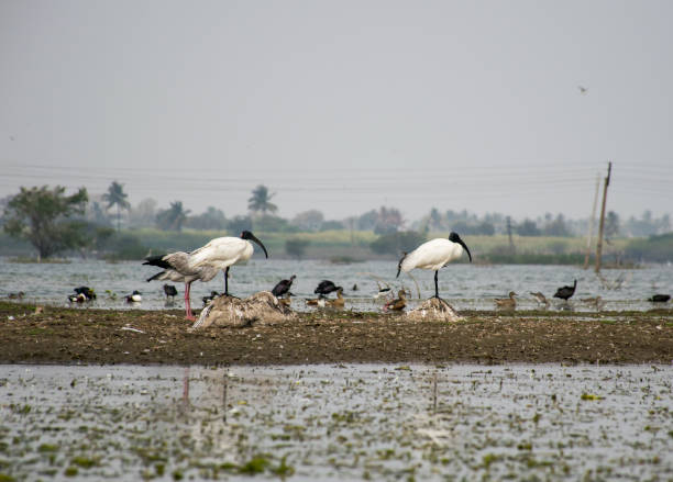 Two Black-headed Ibis birds standing in a lake in India Two Black-headed Ibis birds standing in Ujani dam at Bhigwan village in Maharashtra, India Biological Diversity stock pictures, royalty-free photos & images