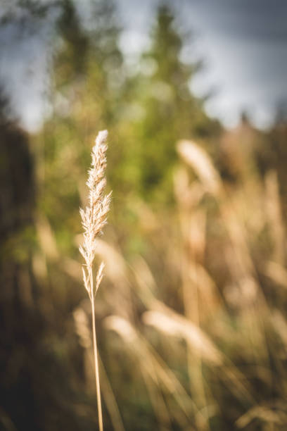 dry straw in the forest