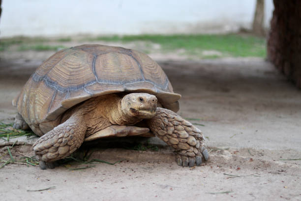 istock A large land turtle walking on the ground. 1214508123