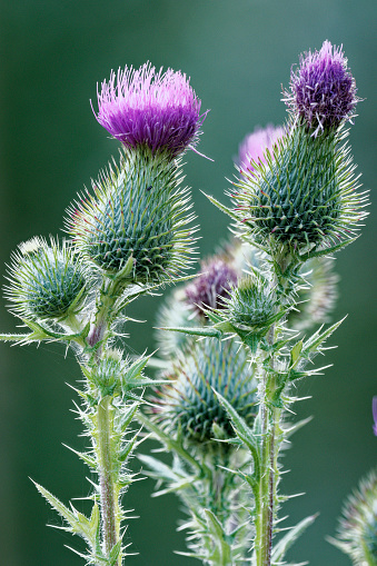 Two flowers of the Black or Bull Thistle (Cirsium vulgare), a species introduced from Europe, growing in southern Chile. This thistle has become an important source of nectar for native butterflies.