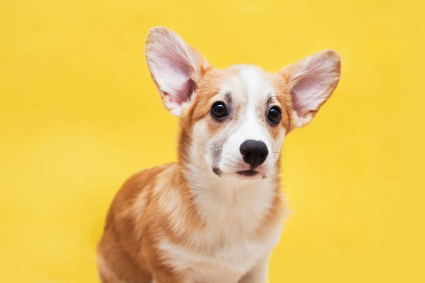 istock Cute corgi puppy on the blue background. 1214509089