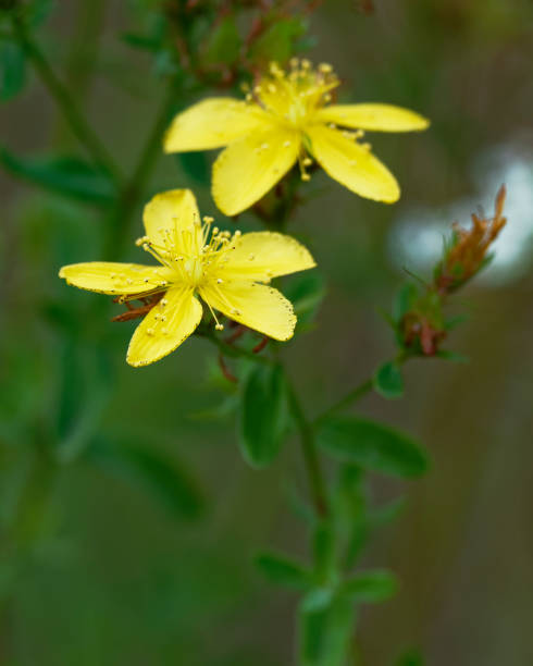 istock Two flowers of St John’s Wort 1214509173