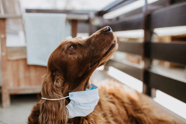 istock dog with a protective mask on his face 1214509671