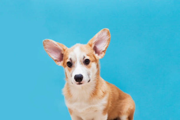 Cute corgi puppy on the blue background. stock photo