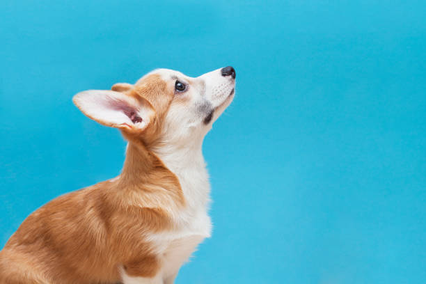 Cute corgi puppy on the blue background. stock photo