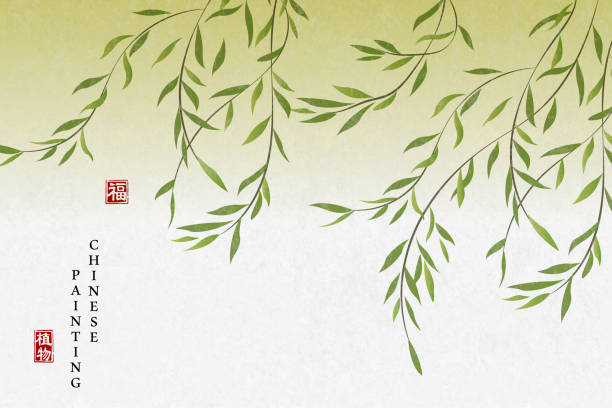 illustrazioni stock, clip art, cartoni animati e icone di tendenza di pittura a inchiostro cinese pianta di sfondo arte elegante salice. traduzione cinese: pianta e benedizione. - salice
