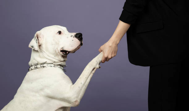 A white Dogo Argentino giving its paw to its owner front of purple background A white Dogo Argentino giving its paw to its owner front of purple background dogo argentino stock pictures, royalty-free photos & images