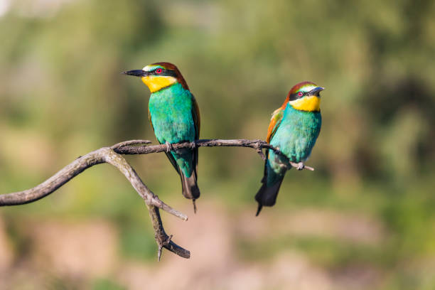 istock European bee-eater - Merops apiaster - on a branch in the morning 1214511269