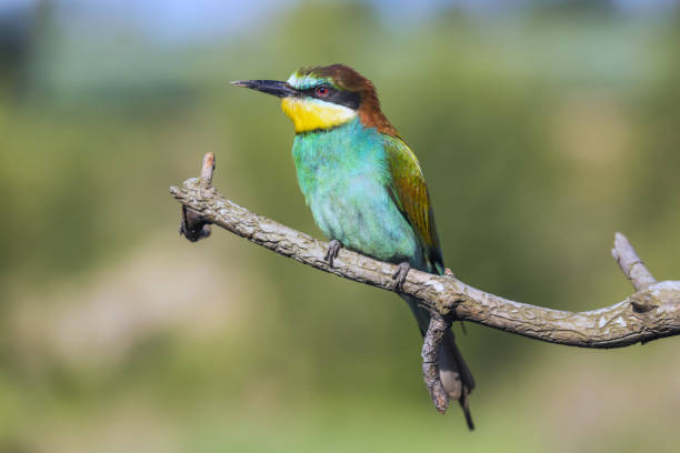 istock European bee-eater - Merops apiaster - on a branch in the morning 1214511272