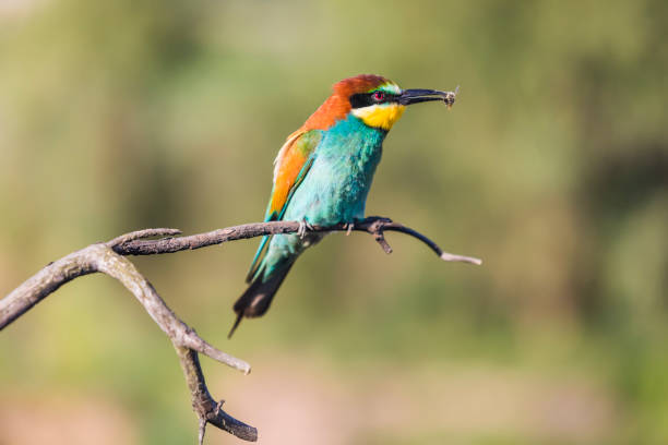 istock European bee-eater - Merops apiaster - on a branch in the morning 1214511295