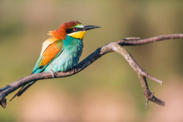 istock European bee-eater - Merops apiaster - on a branch in the morning 1214511302