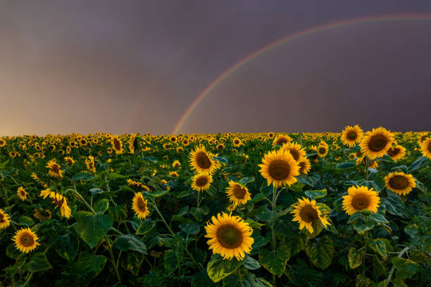 istock Beautiful sunflowers field with a rainbow at sunset 1214511349