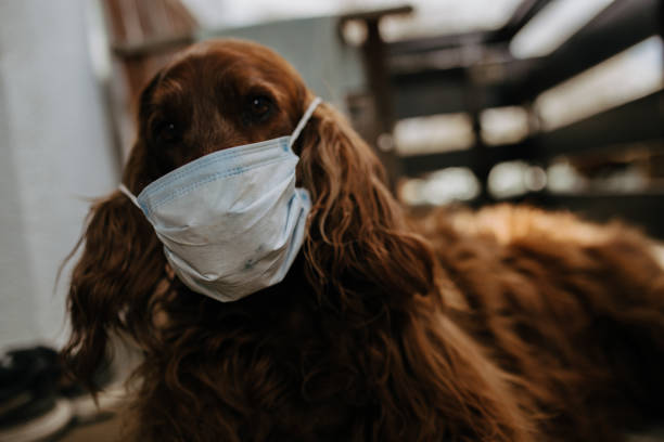 istock dog with a protective mask on his face 1214511372