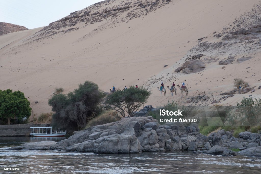 Camello on the banks of the Nile River as it passes through the Nubian People in Aswan, Egypt, Afriaca Camello on the banks of the Nile River as it passes through the Nubian People in Aswan, Egypt, Afriaca. Huge and trained animals. Africa Stock Photo