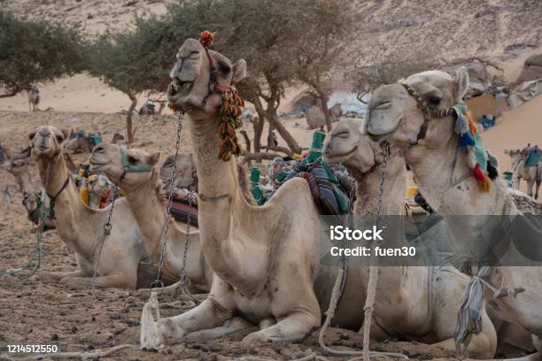 Camello On The Banks Of The Nile River As It Passes Through The Nubian People In Aswan Egypt Afriaca Stock Photo - Download Image Now