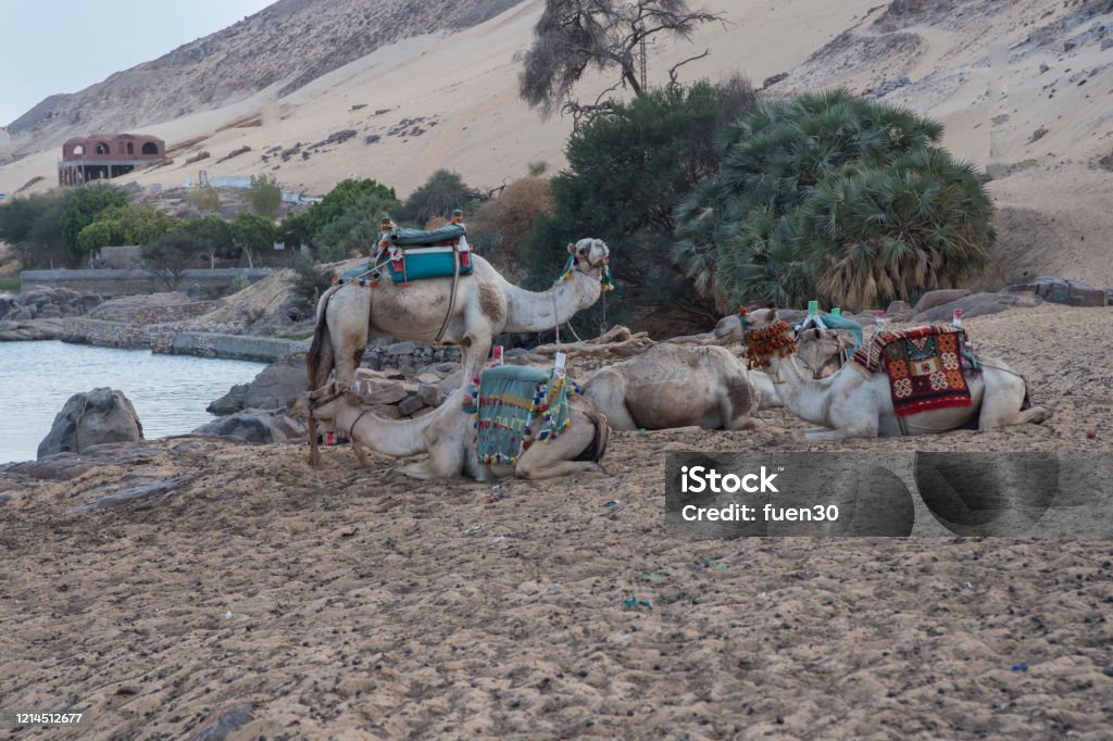 Camello on the banks of the Nile River as it passes through the Nubian People in Aswan, Egypt, Afriaca Camello on the banks of the Nile River as it passes through the Nubian People in Aswan, Egypt, Afriaca. Huge and trained animals. Africa Stock Photo