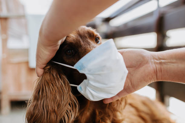 istock dog with a protective mask on his face 1214513239
