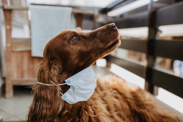 istock dog with a protective mask on his face 1214514180