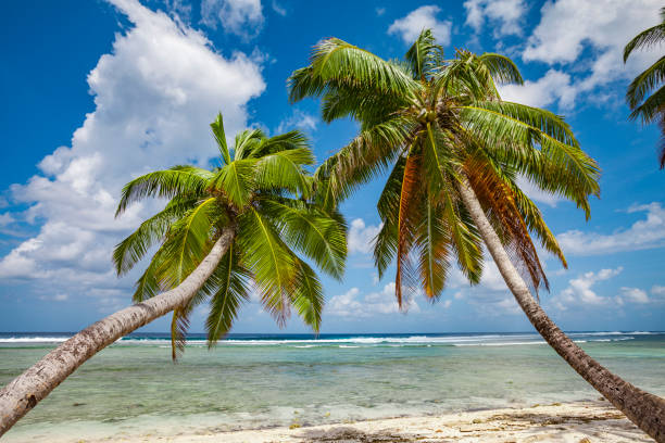 istock Palm trees on Cocos keeling atoll 1214514212