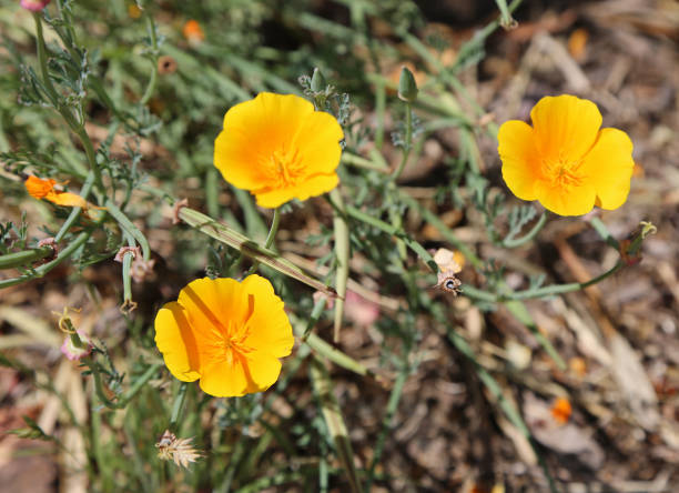 istock Yellow California poppy 1214514520