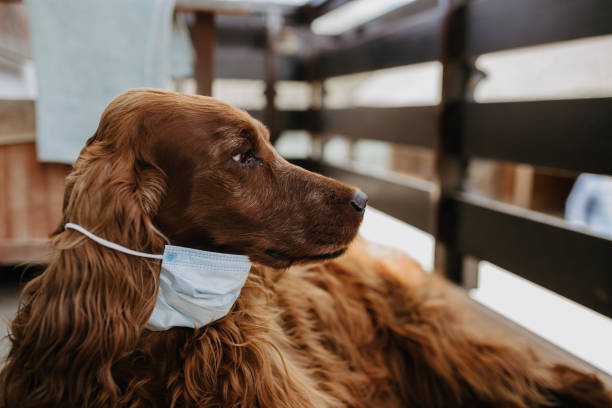 istock dog with a protective mask on his face 1214514609