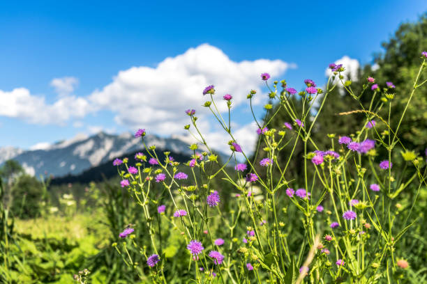 istock Small purple flowers with mountains in the background 1214515451