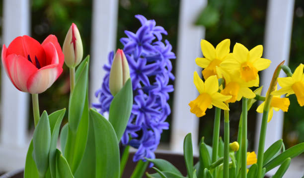 multiple flowers in bloom - leaf flower head bouquet daffodil imagens e fotografias de stock