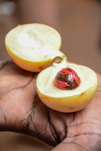 istock Whole fresh nutmeg and mace on spice farm 1214517478