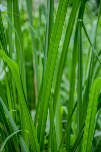 istock Lemongrass on farm 1214518047